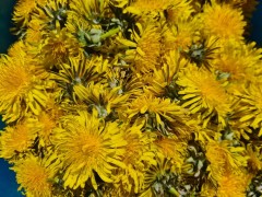 Confit de fleurs de Pissenlit petit Confit de fleurs de Pissenlit petit